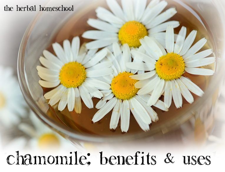 Chamomile: Benefits & Uses – The Herbal Homeschool