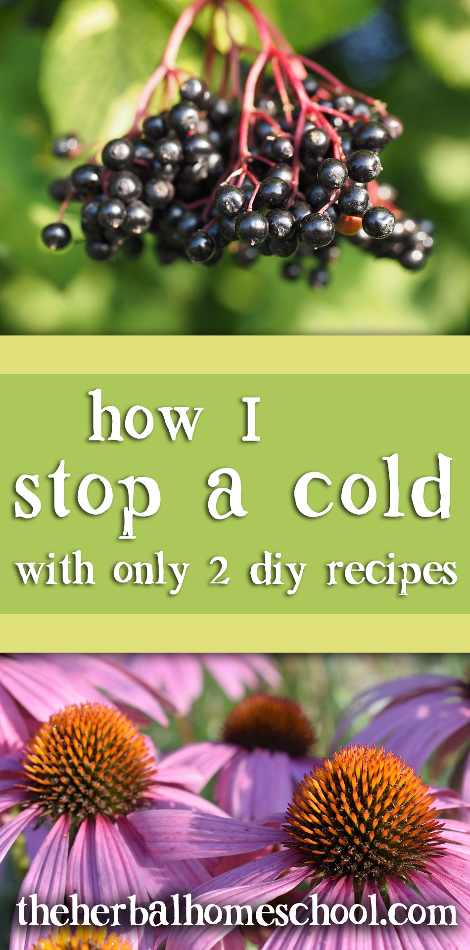 stop-a-cold-the-herbal-homeschool